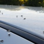 What are the best ways to keep away ants from my vehicle? It is so annoying.