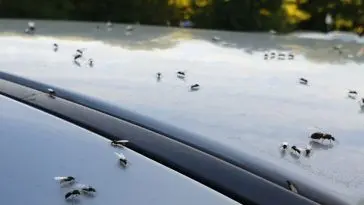 What are the best ways to keep away ants from my vehicle? It is so annoying.