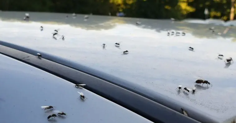 What are the best ways to keep away ants from my vehicle? It is so annoying.