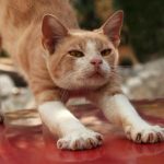 Keeping a car away from my vehicle