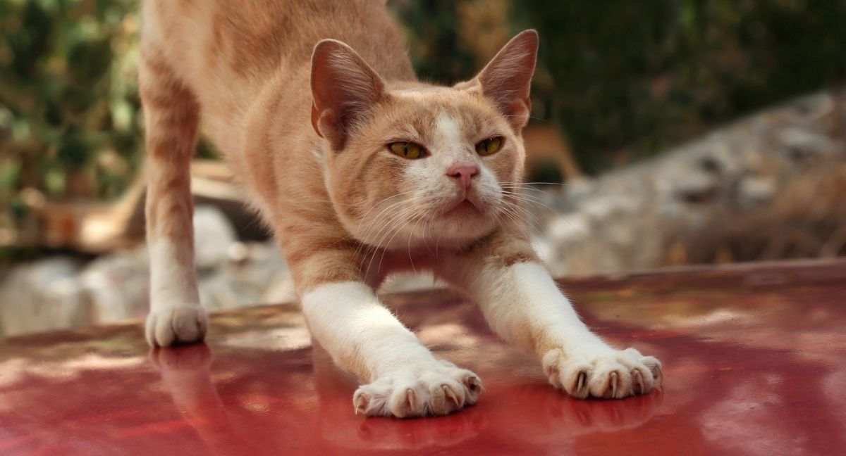 How To Keep Stray Cats Off Your Car (11 Tricks You Can Try!)